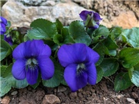 7ca71059-20190222 Ljubice.jpg